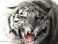 Bestiarium!
