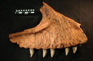 Trozo de mandíbula del otro 'Carcharodontosaurus' (Foto: 'Journal of Vertebrate Paleontology')